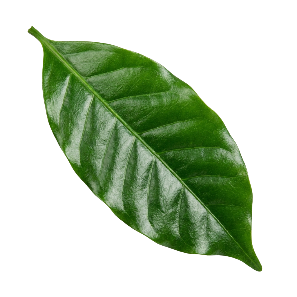 A close-up image of a single green leaf with visible veins and a smooth texture.