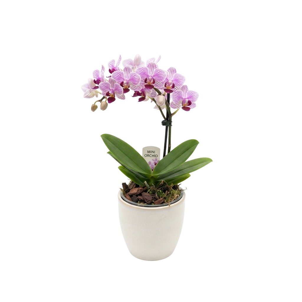 Mini orchid plant with purple flowers in a white pot, green leaves, and a tag attached to the stem