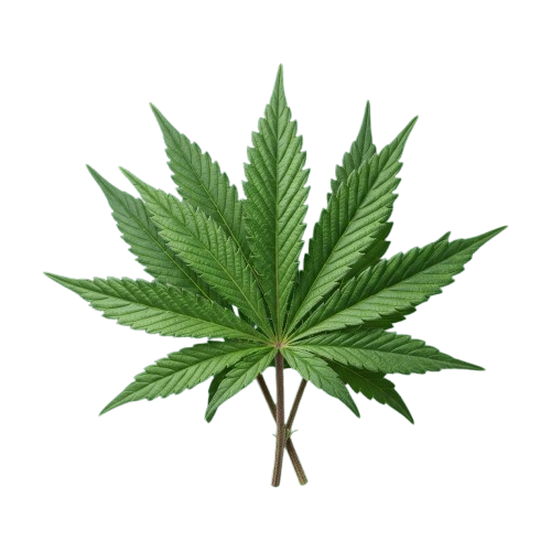 A single green cannabis leaf with serrated edges against a black background