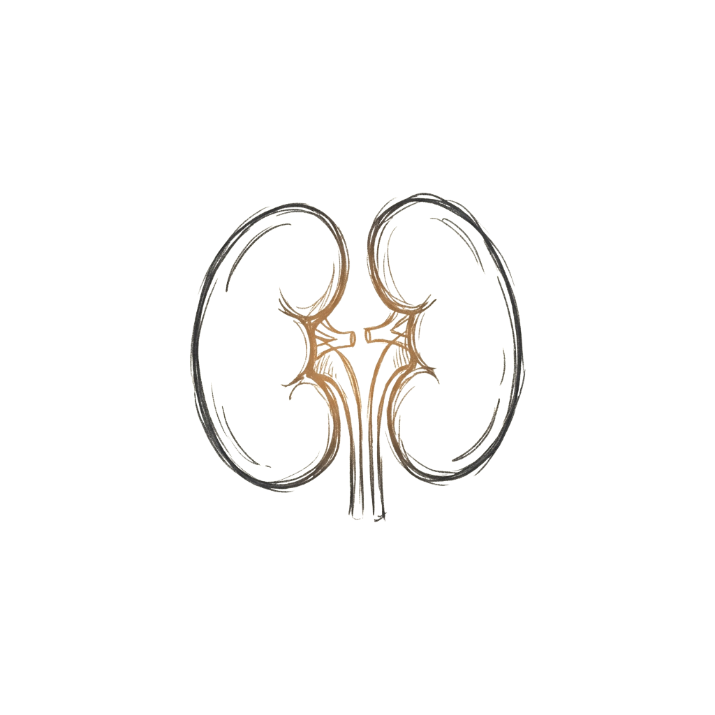Sketch of two human kidneys connected by a tubular structure against a black background