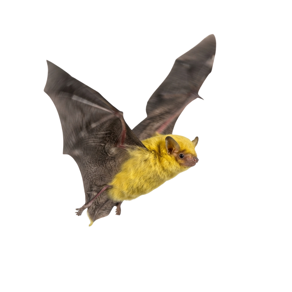 A bat flying with dark wings and a yellowish-brown belly