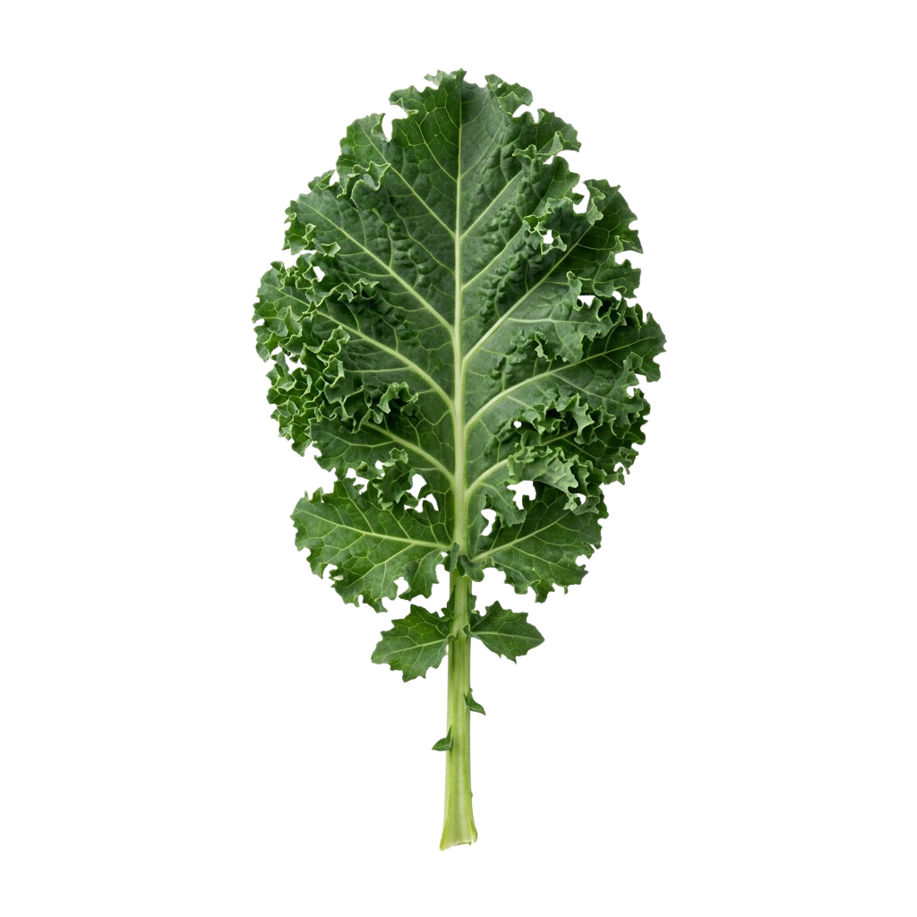 A single fresh green kale leaf with visible veins and ruffled edges