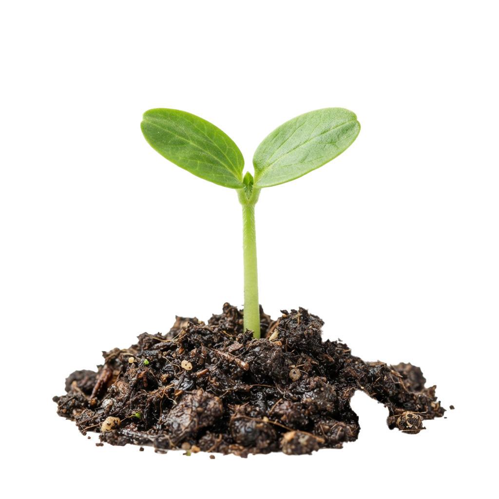 A small green seedling with two leaves growing out of dark soil