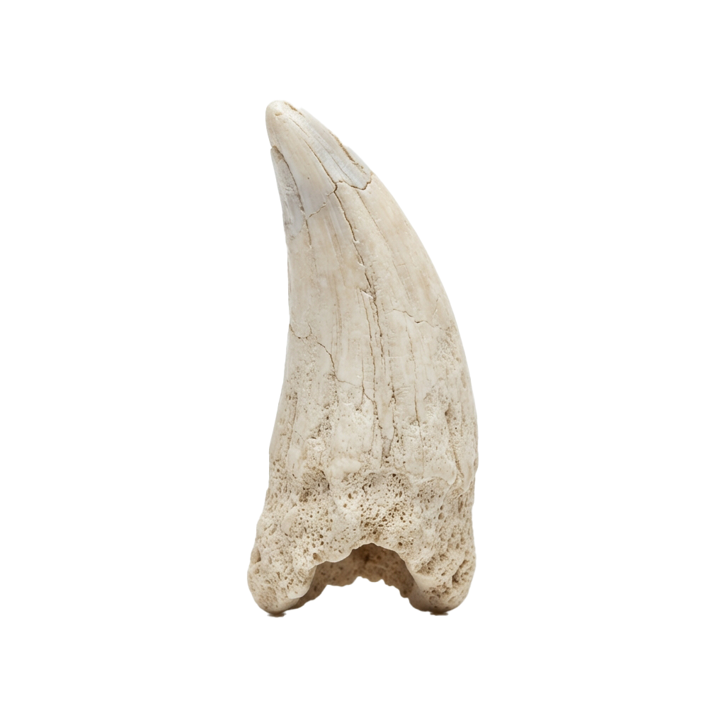 A close-up image of a large fossilized tooth with a curved shape and visible wear patterns