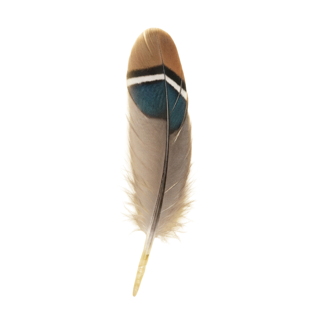 A single feather with a light beige body, white edges, and a blue and black band near the tip