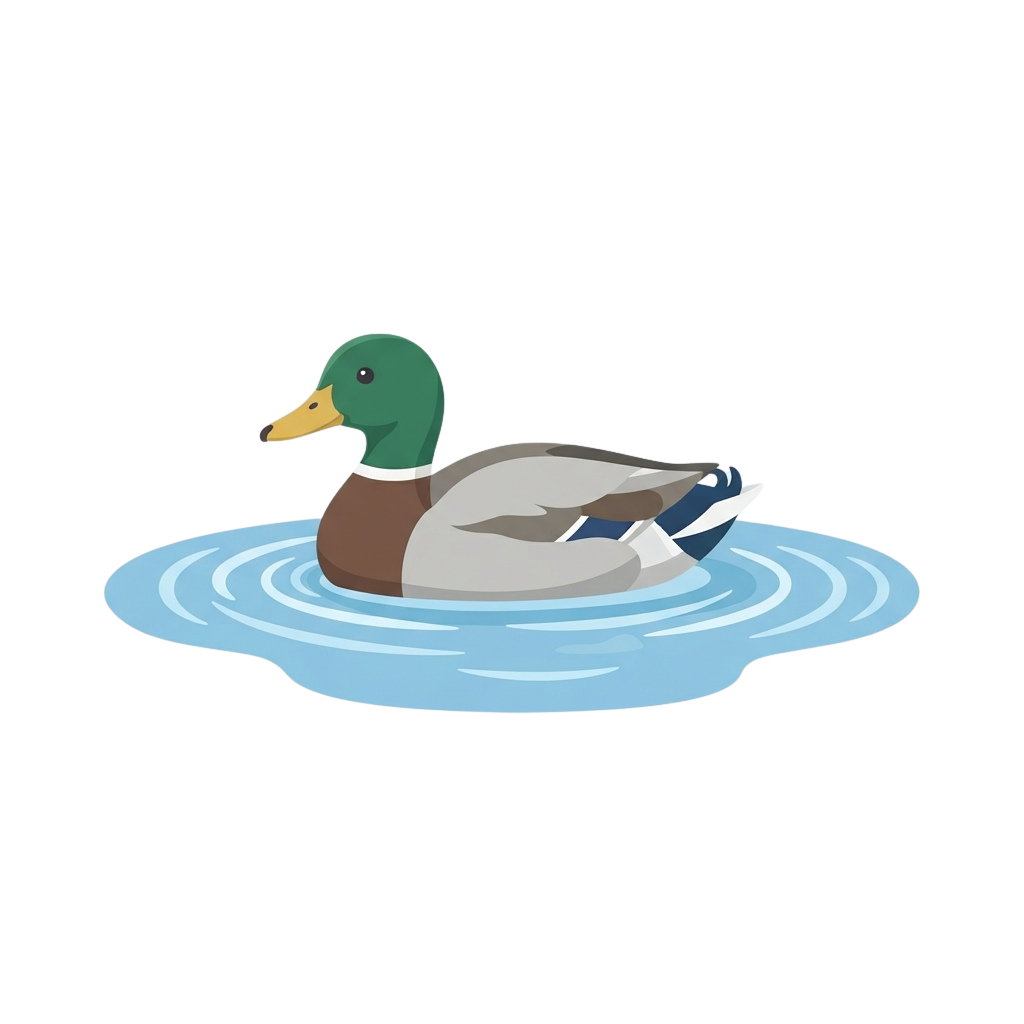 A mallard duck with green head and white chest floating on calm blue water