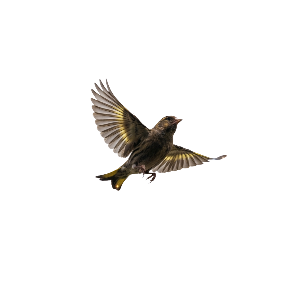 A bird captured mid-flight with wings fully spread against a dark background