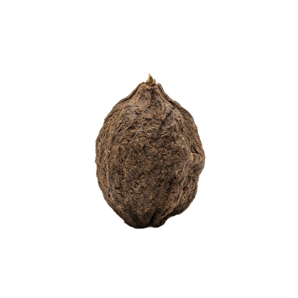 A close-up view of a dried brown walnut with a rough textured shell