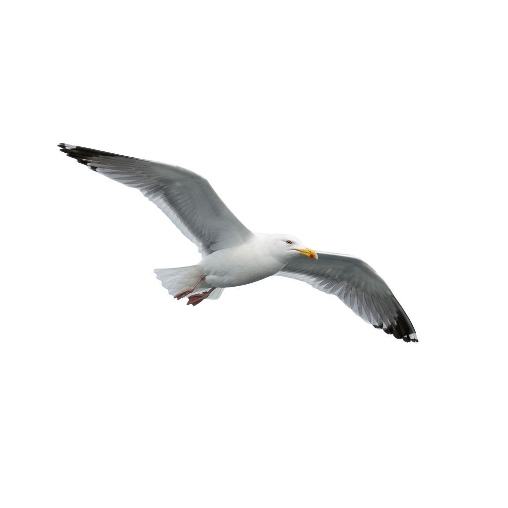 A white seagull with grey wings flying against a dark background