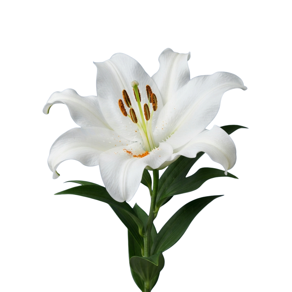 Close-up of a white lily flower with six petals and visible stamens against a black background